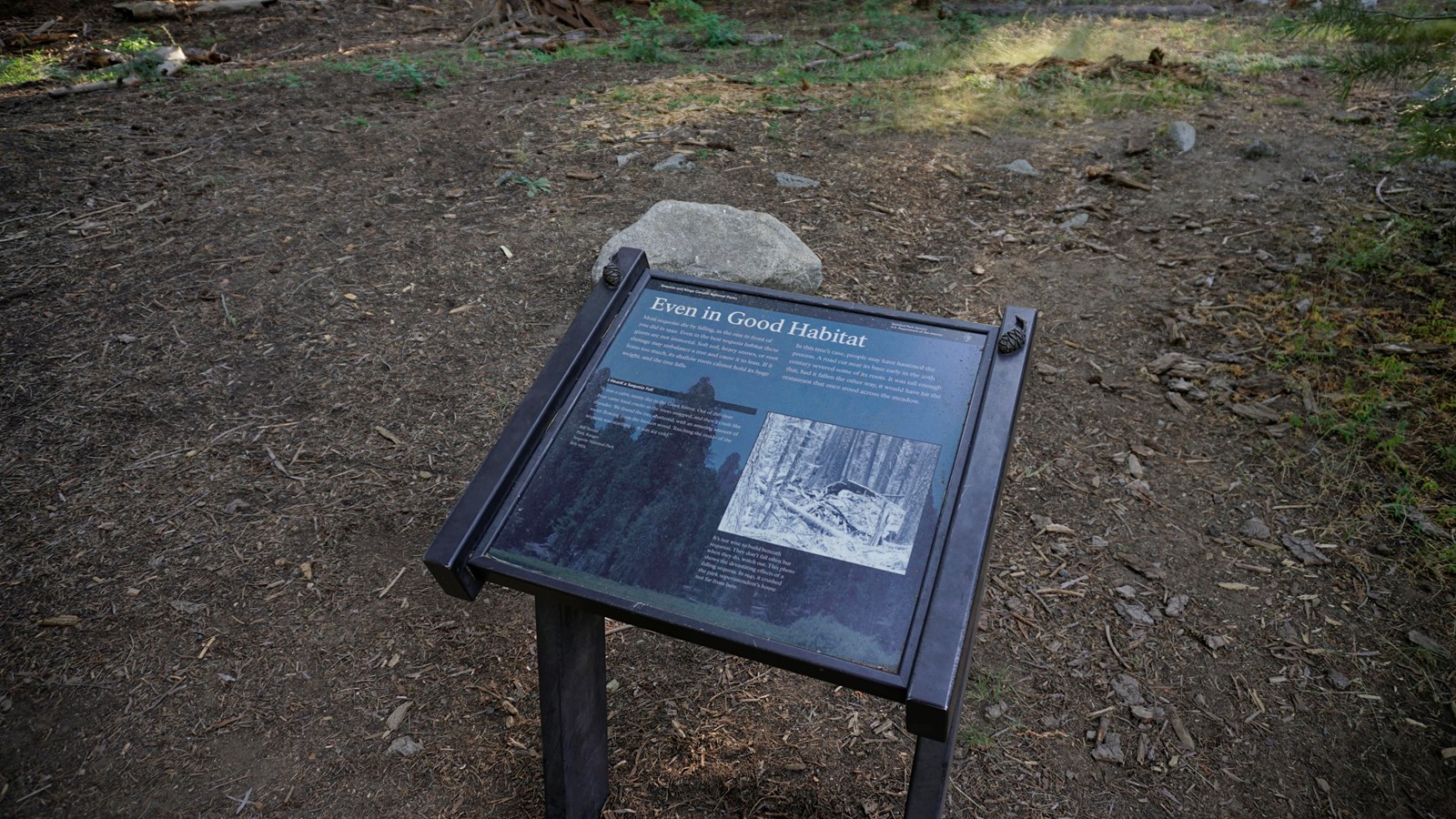 A metal panel has text and images on it explaining why giant sequoia trees fall over