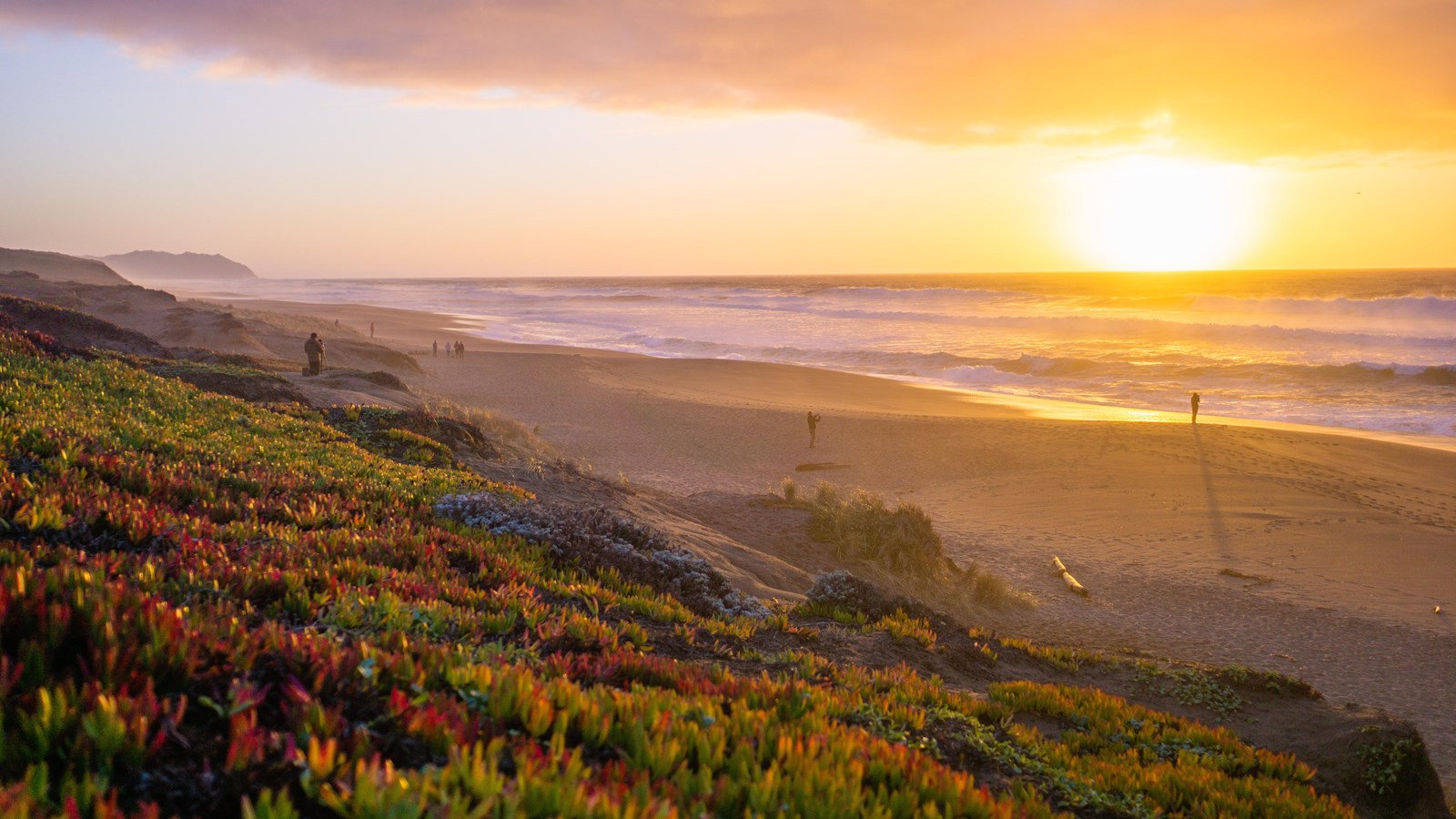 Visitors on a long sandy beach enjoying a sunset. Ice plant in the foreground.