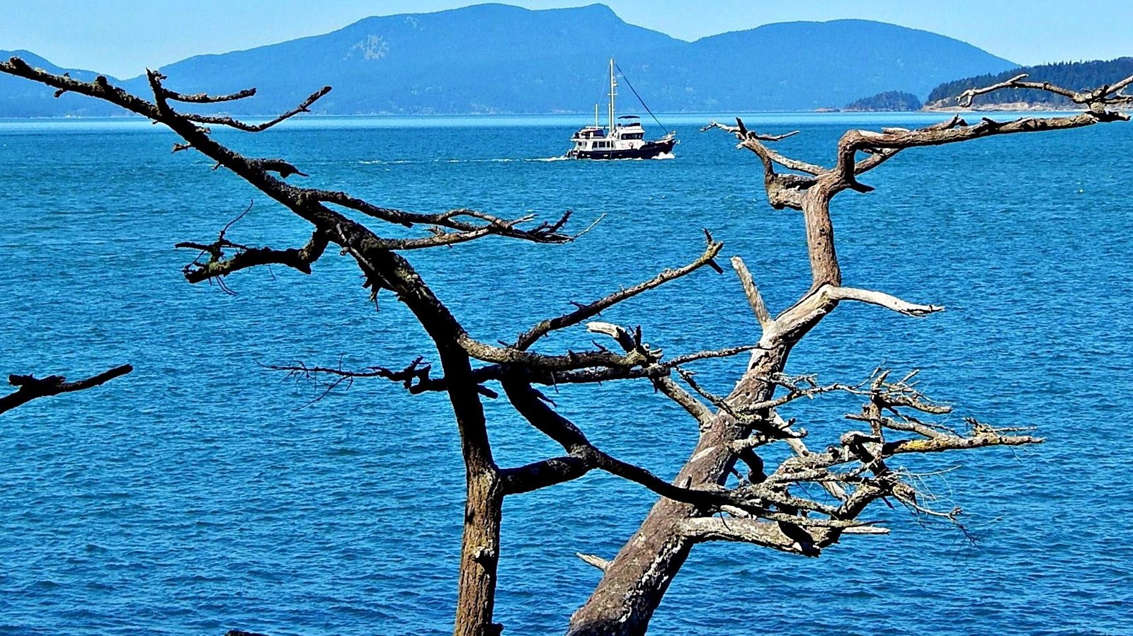Color photograph of a body of ater with a tree in the foreground, a boat and island in the backgroun
