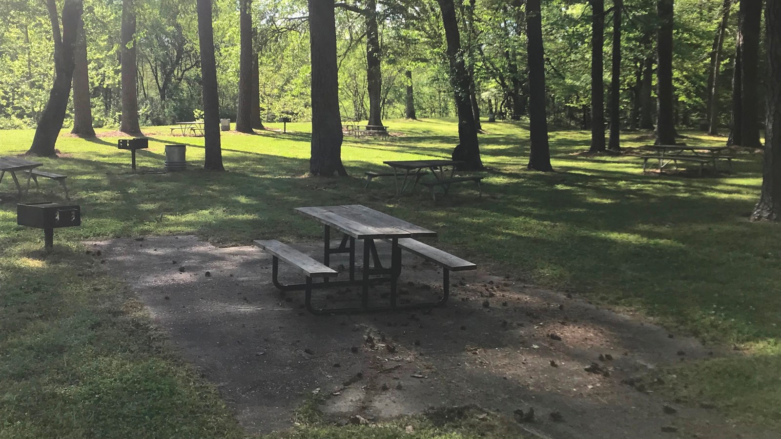 A picnic table in the shade of tall trees. 