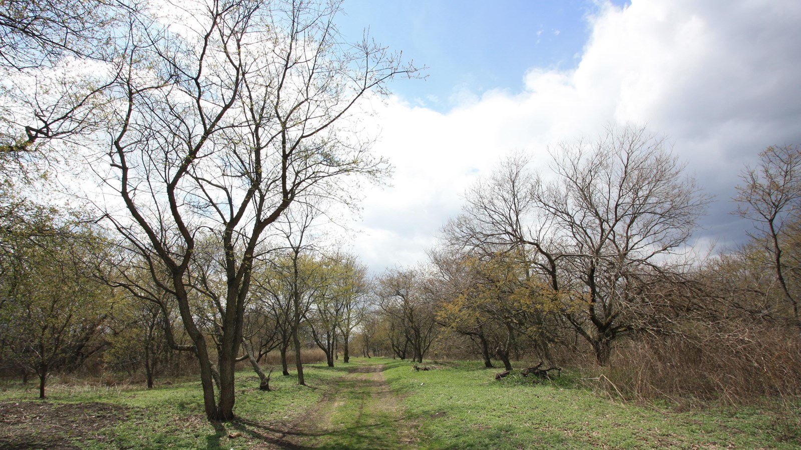 Trees and grass against a partly cloudy sky