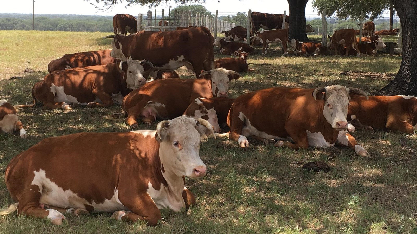Over a dozen Hereford cattle lie under the shade of a large live oak tree.