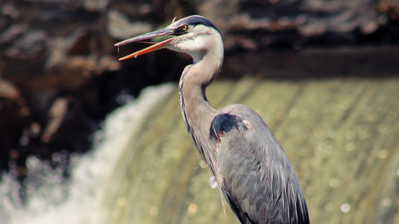 Great Blue Heron standing on top of a rock in front of dam