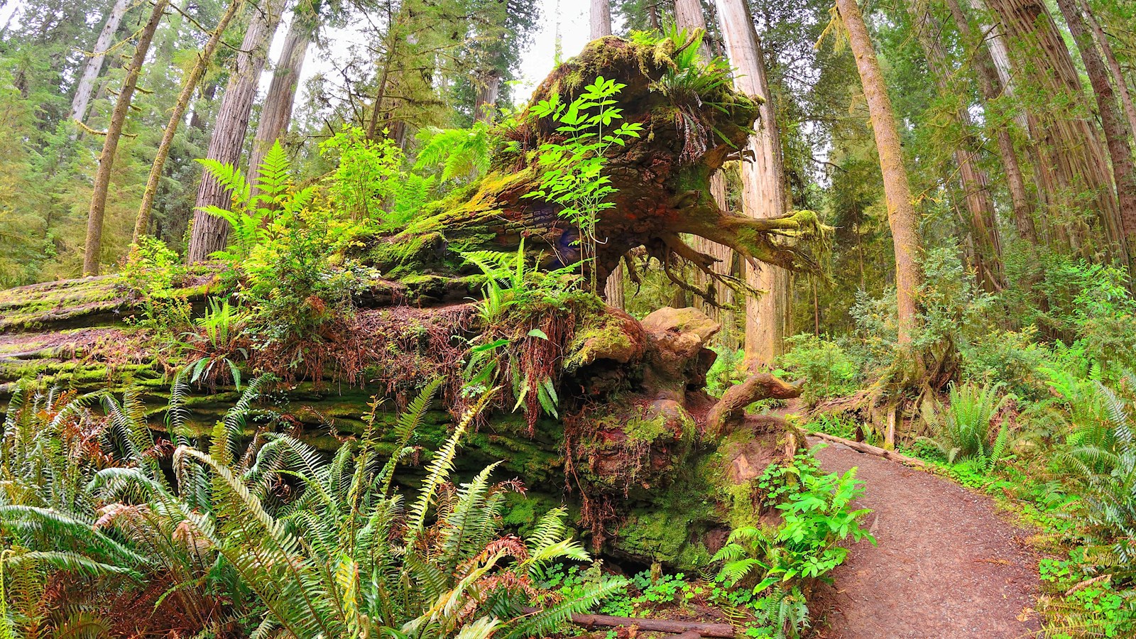 A trail passes a fallen redwood root that is covered in ferns.