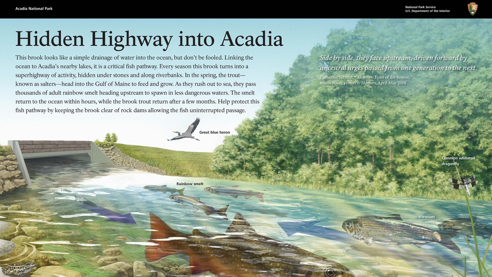 Title: Hidden Highways into Acadia in bold; drawn image of fish coming and going through a culvert.