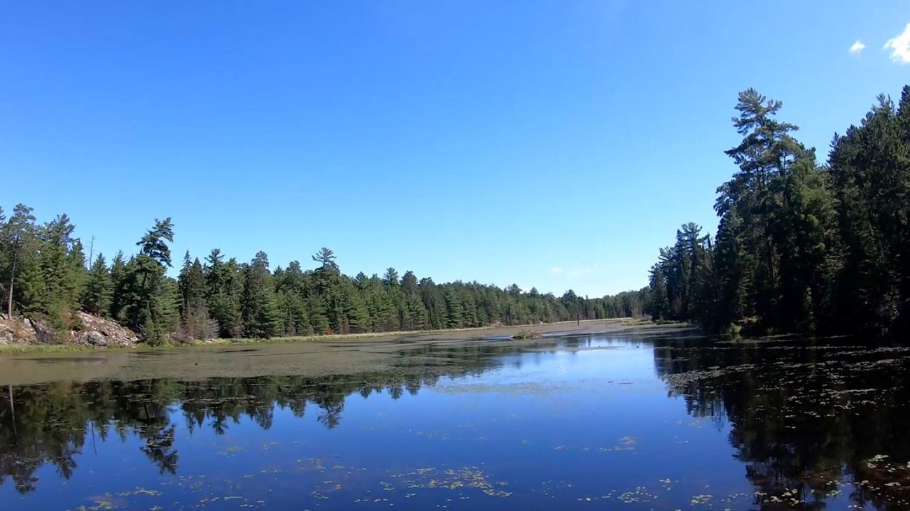 View overlooking the Black Bay Beaver Pond with a beaver lodge in the middle, surround by pine trees