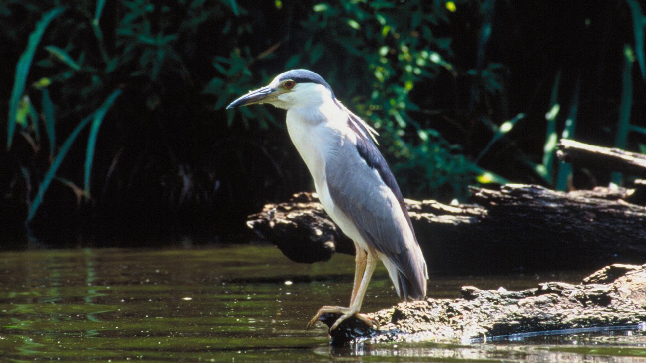 black crowned night heron sitting on edge of bayou.
