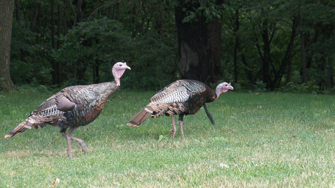Two turkey in Ponca State Park