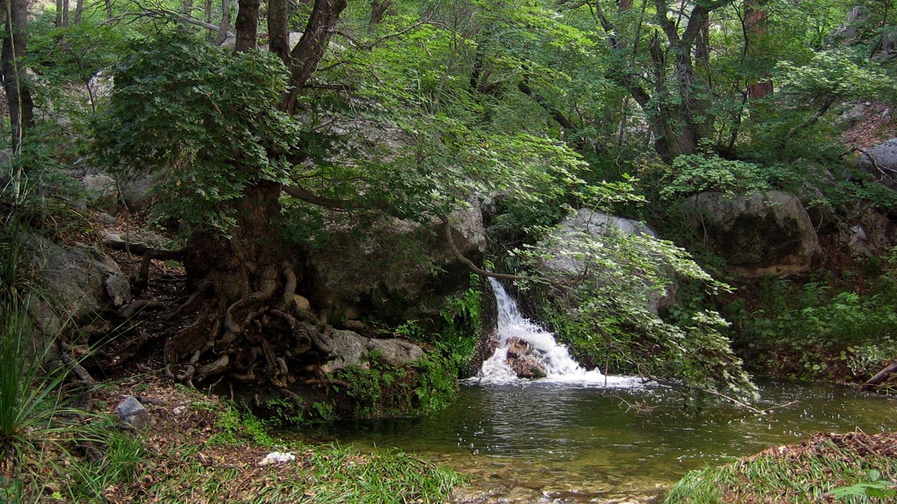 Water cascades down rocks in a forested setting. 
