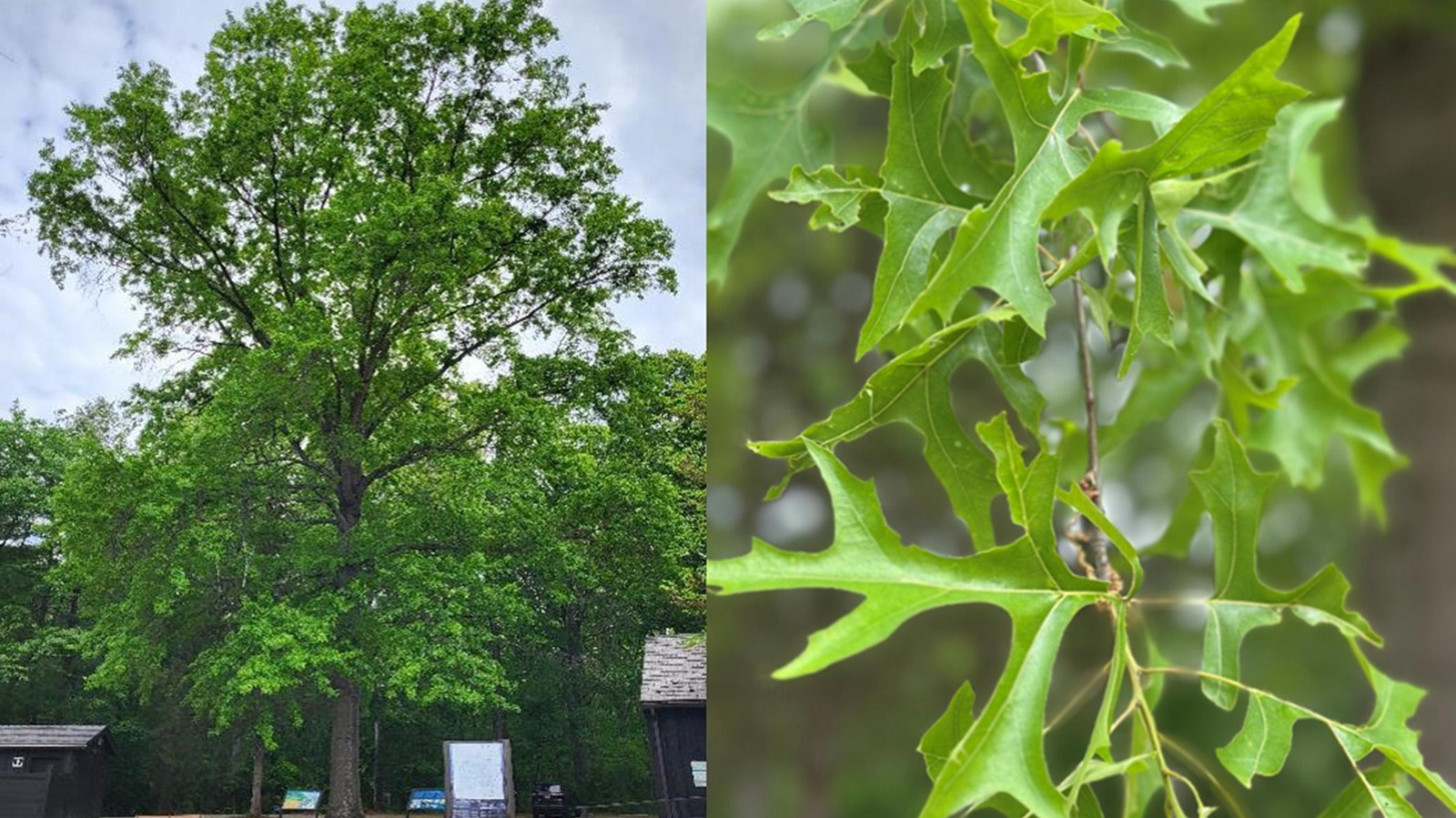 Two photos: the left of a large green tree between 2 buildings and the right of green lobed leaves 