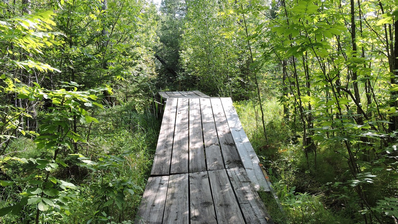 A wooden bridge over a marshy area in a deciduous forest