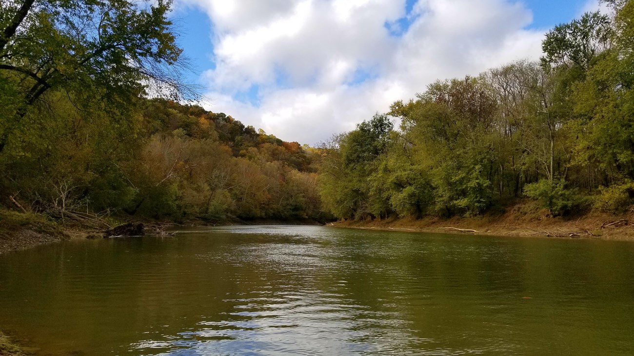 A river with tall trees on each bank