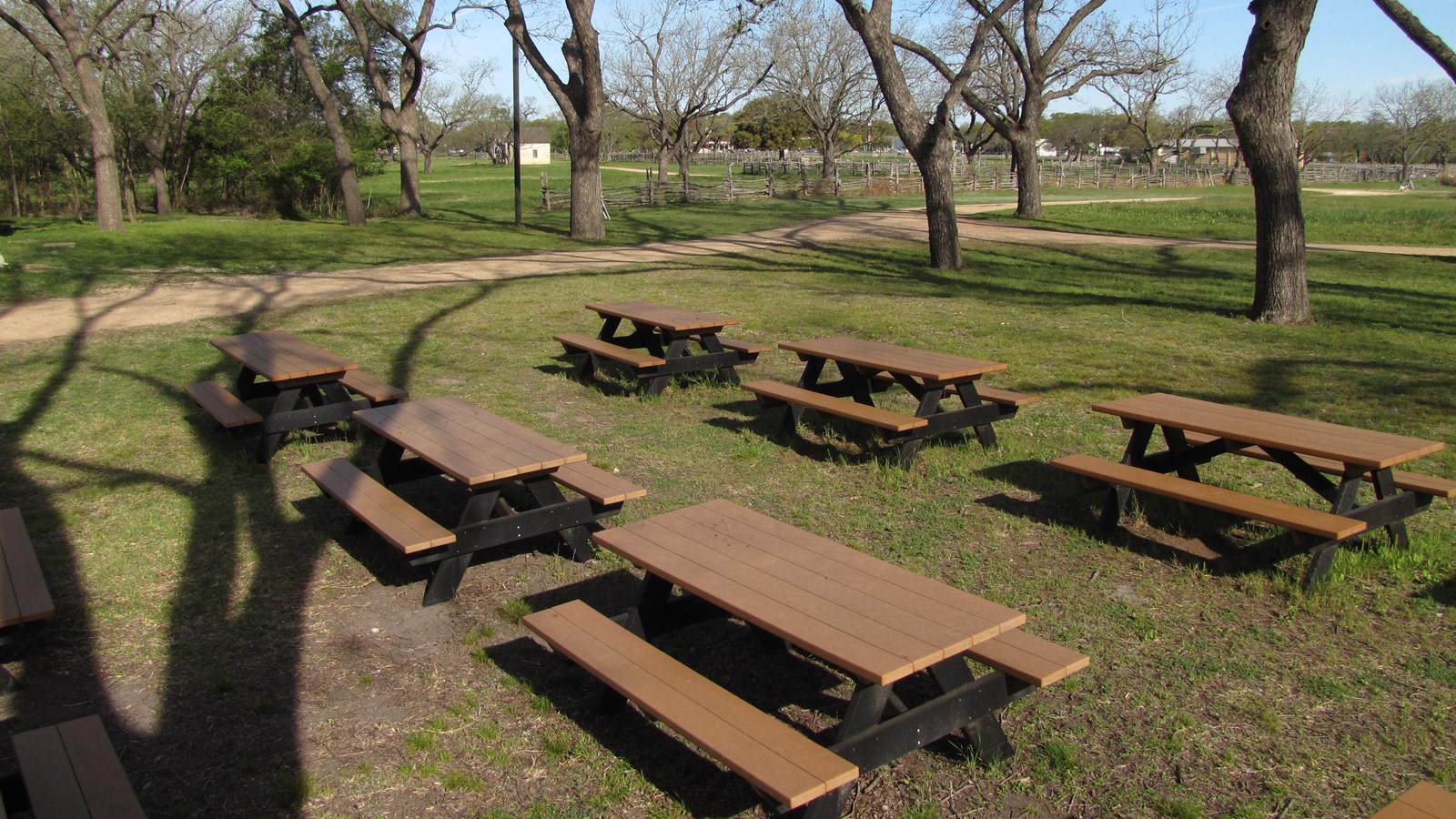 Over half a dozen light brown picnic tables are set up in a grove of tall pecan trees.