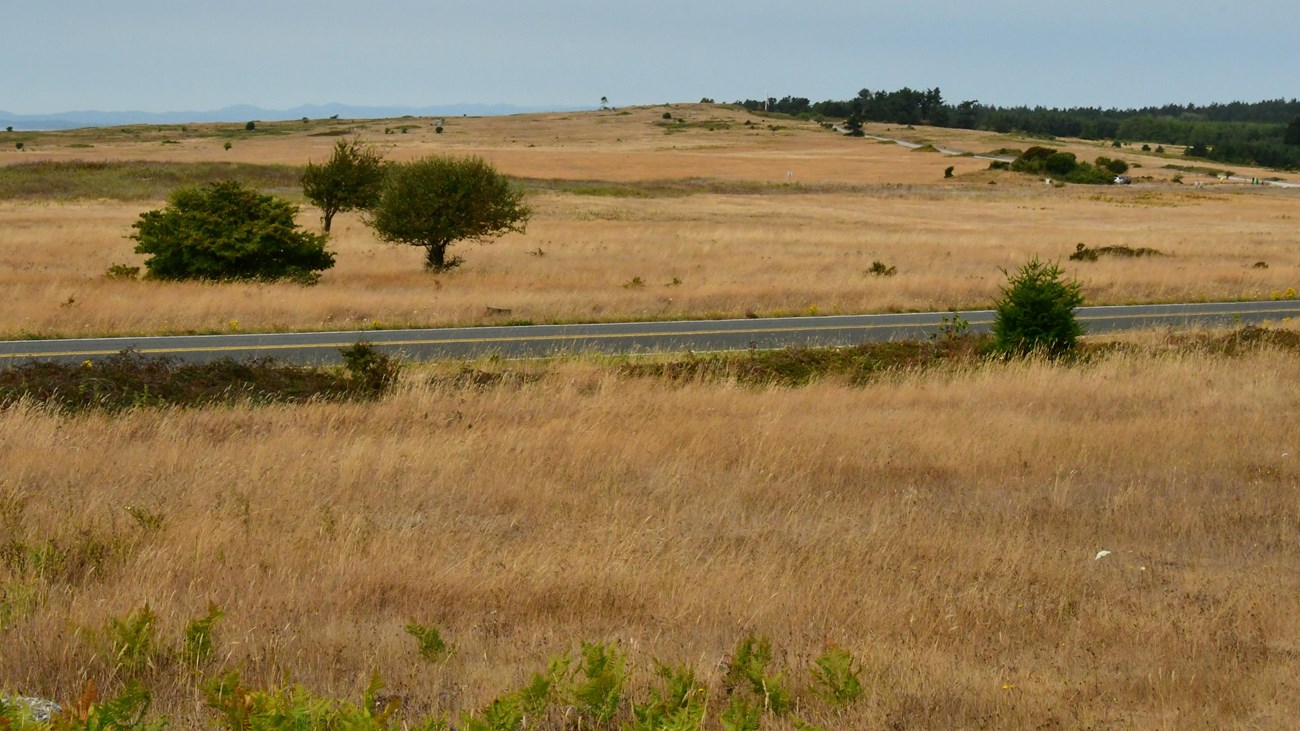 Color photograph of a golden prairie with trees in the distance