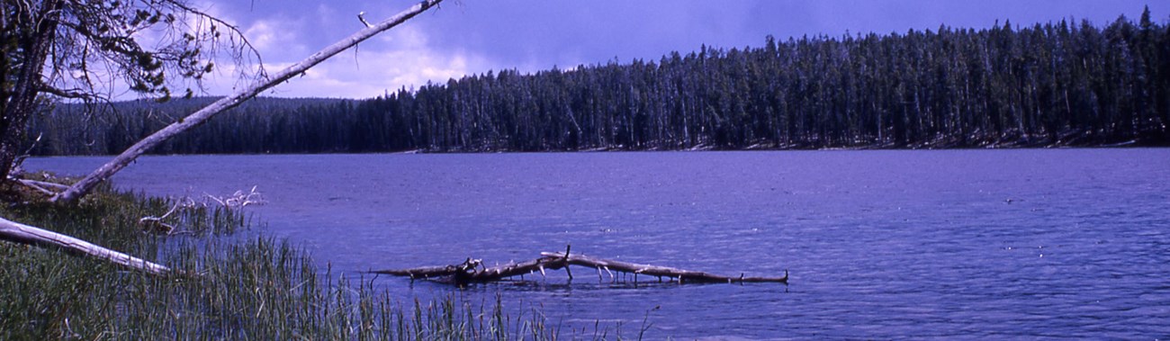 Calm, blue lake surrounded by a thick, green conifer forest.