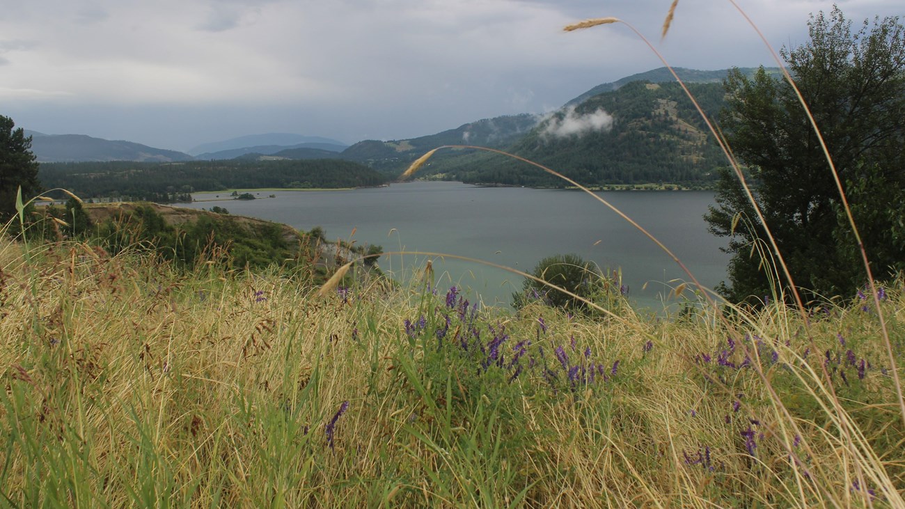 Long tall light tan grasses sway to the side in front of a large body of water with mountains behind