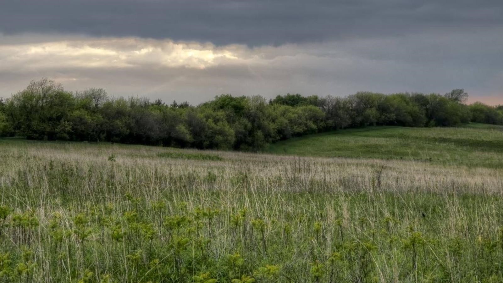 A distant tree line surrounds the tallgrass prairie