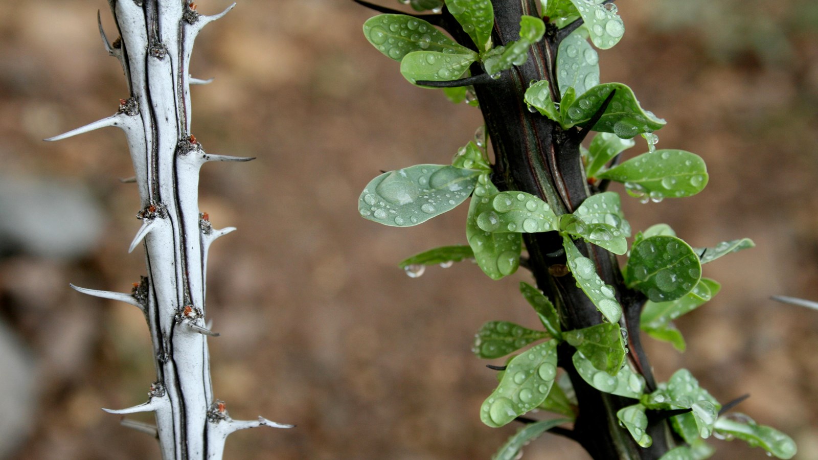 Two contrasting ocotillo branches. One is white with no leaves and the other is brown with leaves.