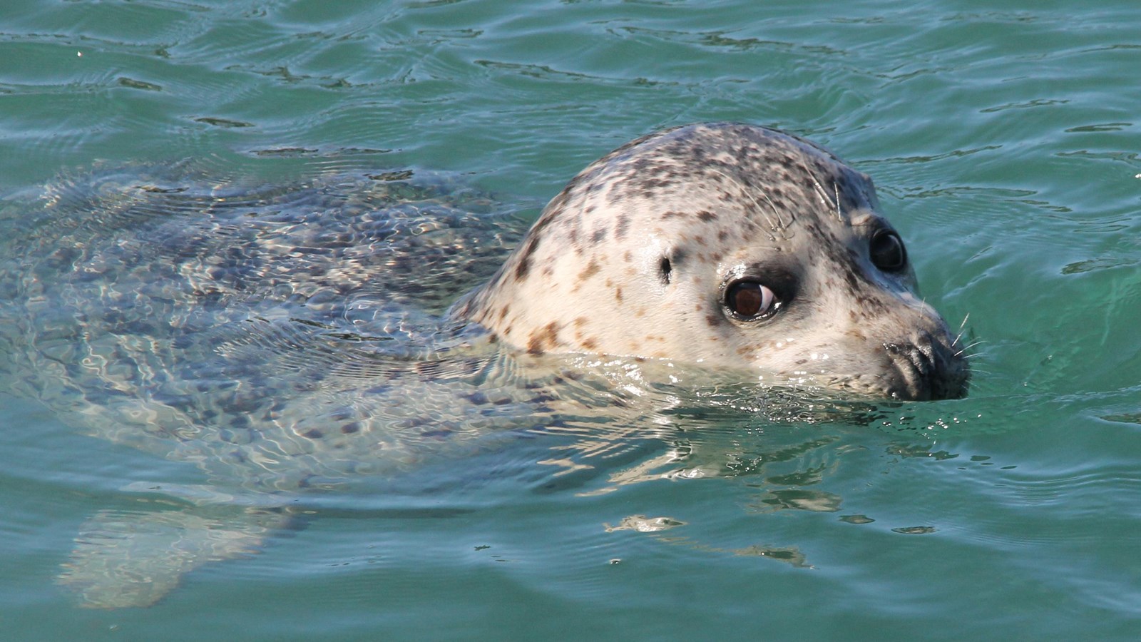 A harbor looks to the side with its head out of water. Its beige body is mottled with dark spots.