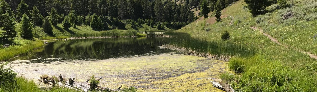 Large beaver pond in an alpine meadow