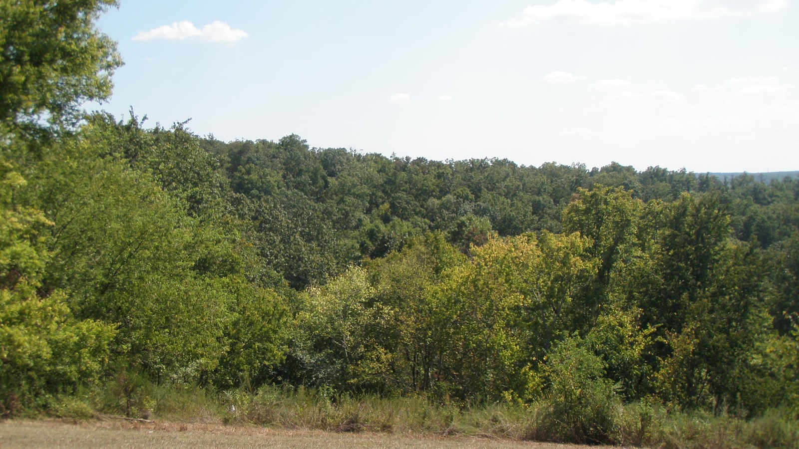 A view of a forest with a stream running nearby.