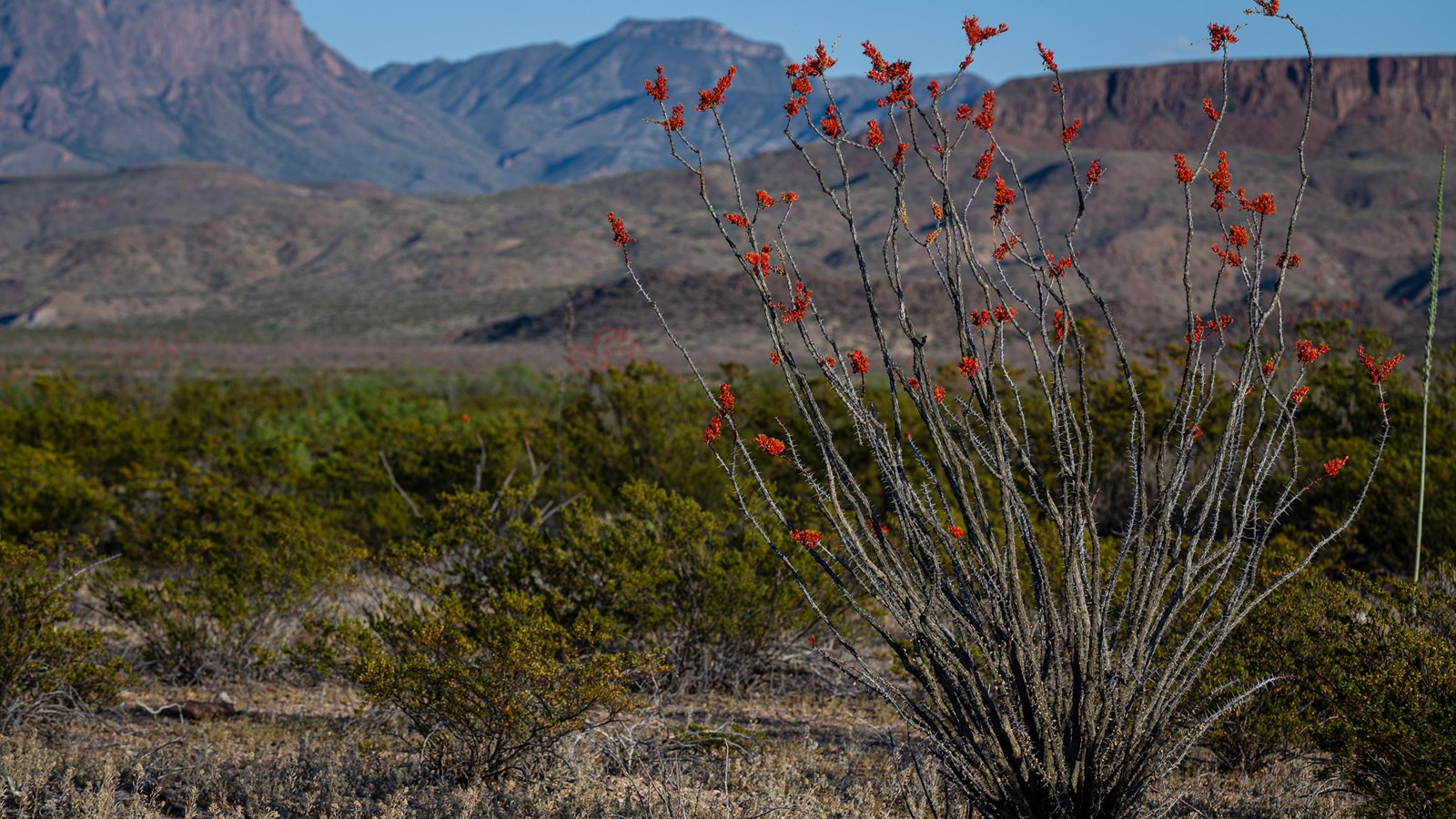 A plant with 20+ thin, gray branches, sporting red blossoms a the tips, grows in front of mountains.