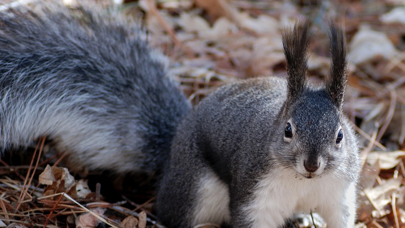 Abert Squirrel