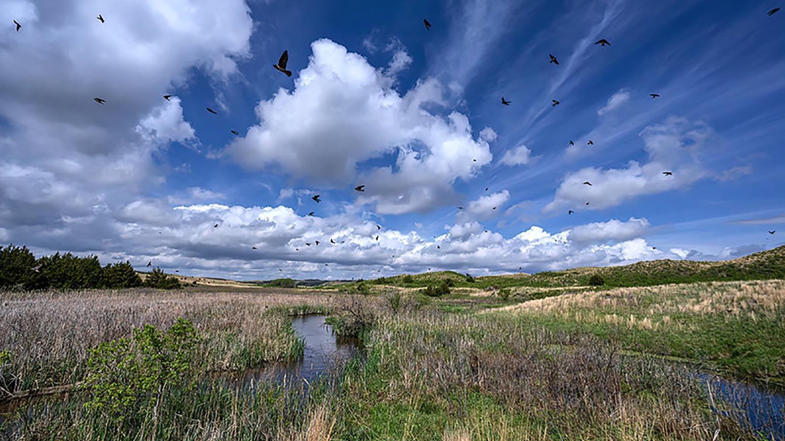 Photo of marshy wetland area near the Niobrara river. The grasses are yellow and green under a blue 