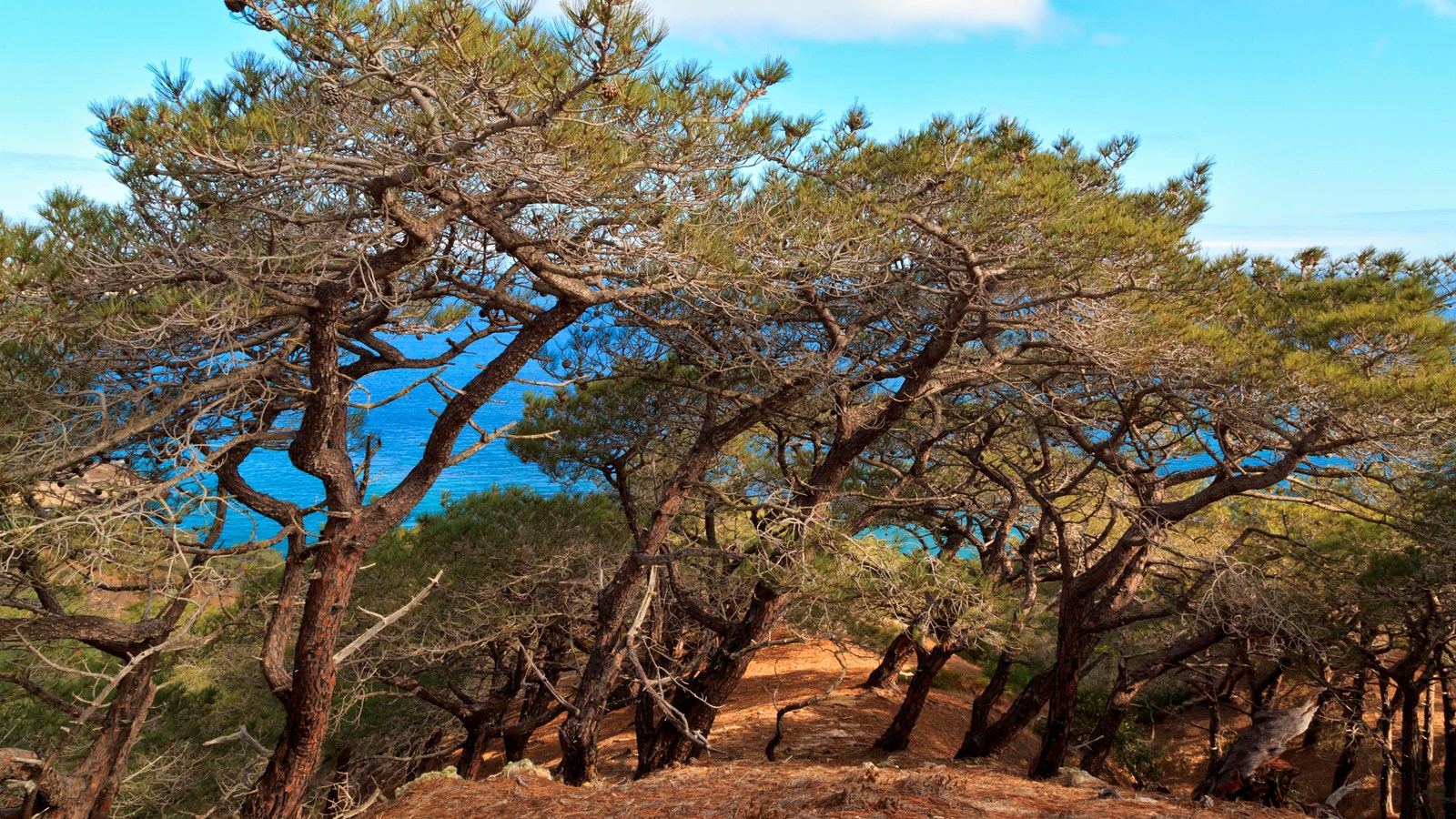 group of tall pine trees growing on slope next to ocean. 