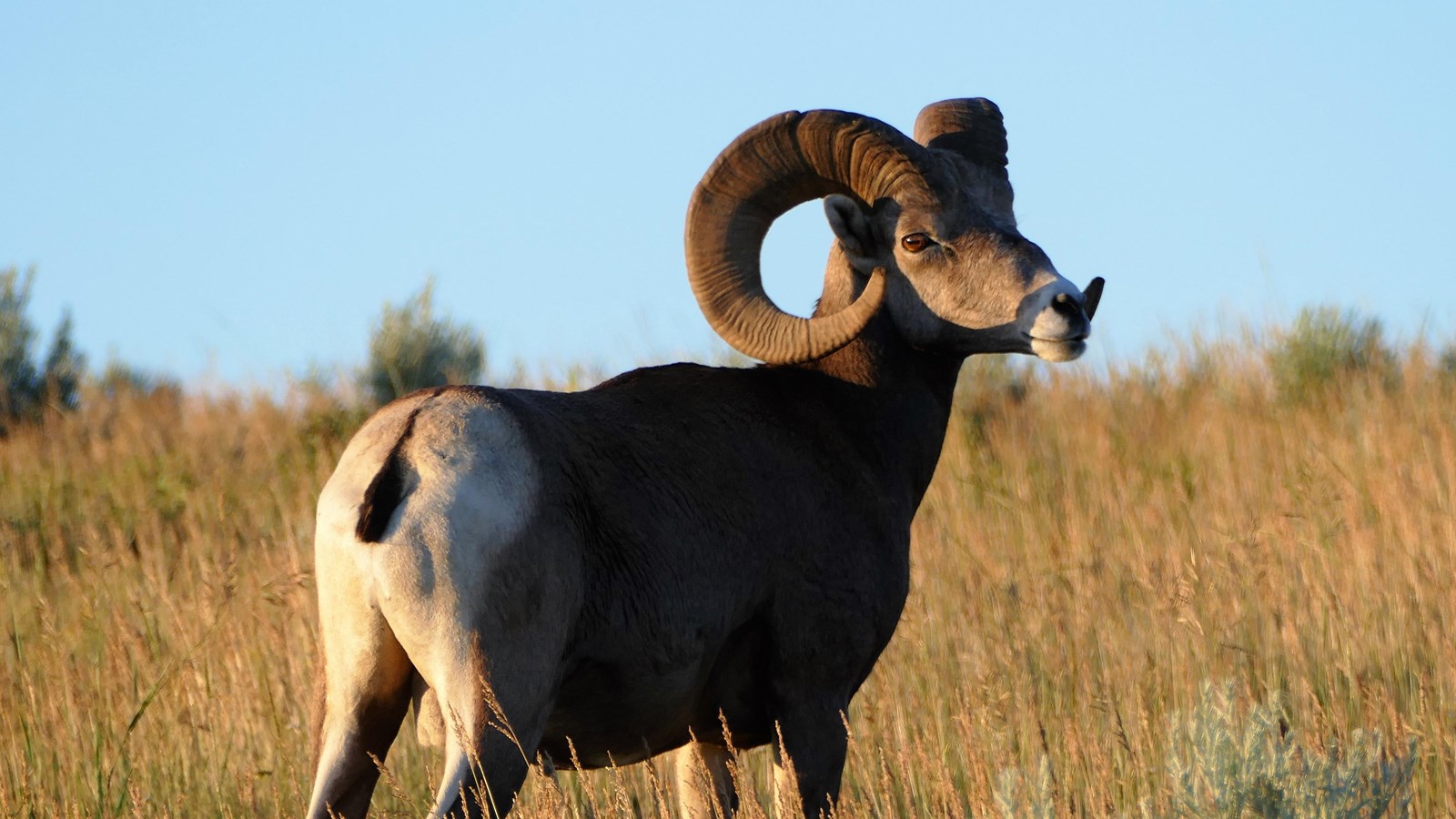 Bighorn Sheep