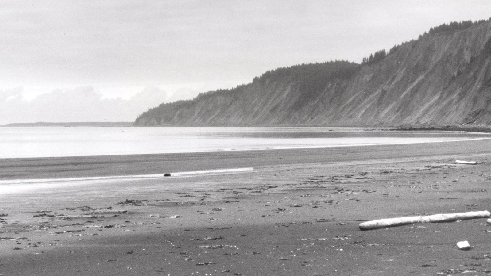 Black and white photo of a sandy beach with steep cliffs, driftwood, and kelp.
