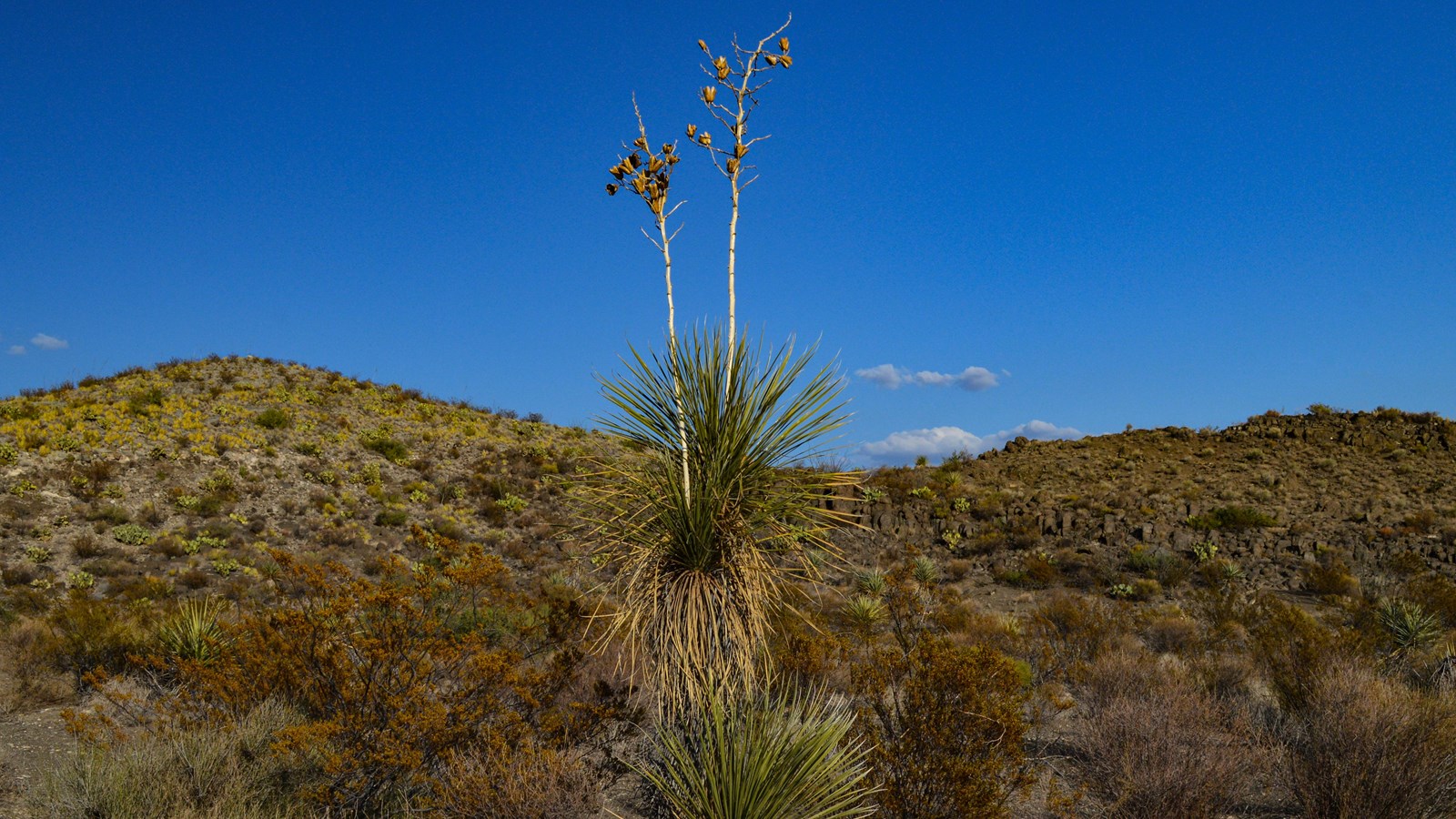 A plant with many long, thin leaves grows on a shaggy trunk, with a dead stalk that flowered.