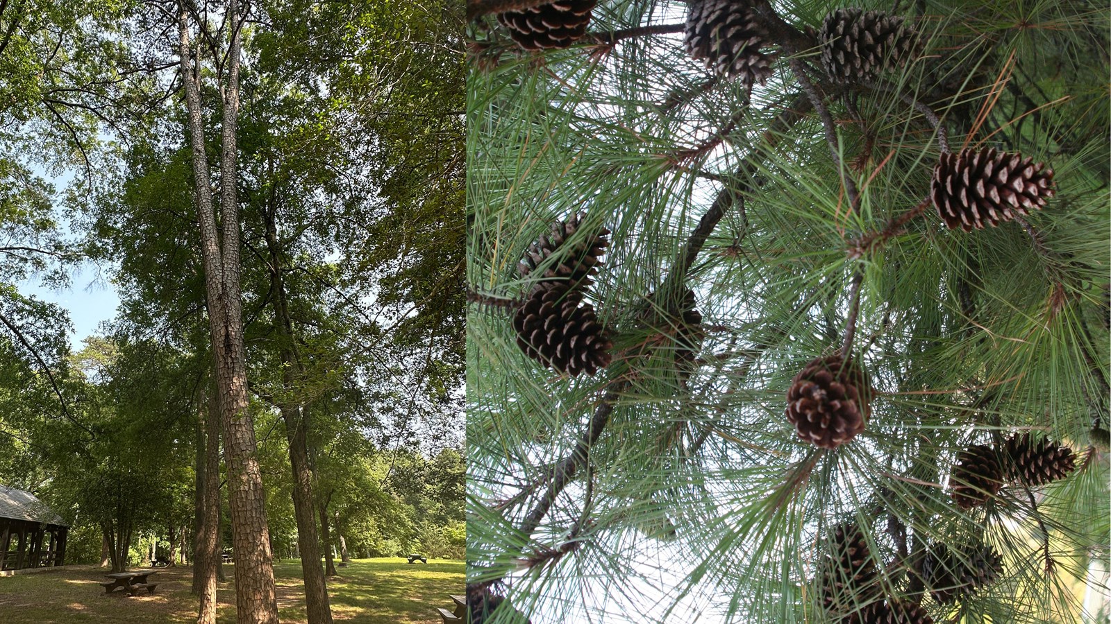 Two photos: the left of a tall pine tree and the right of pinecones and green needles on a branche