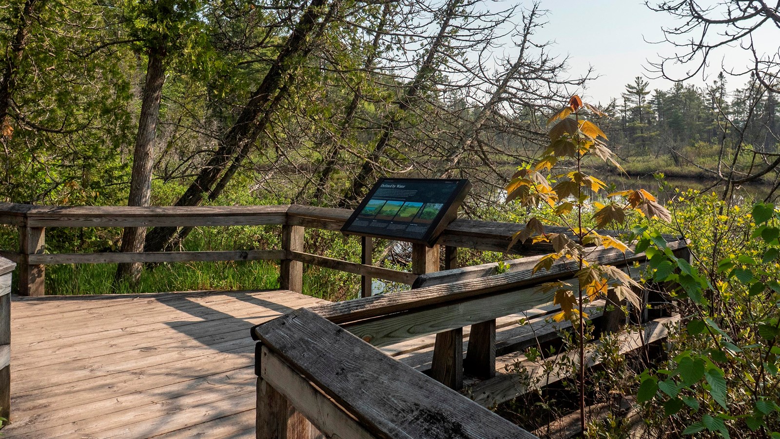 An interpretive panel mounted to a boardwalk among cedar trees