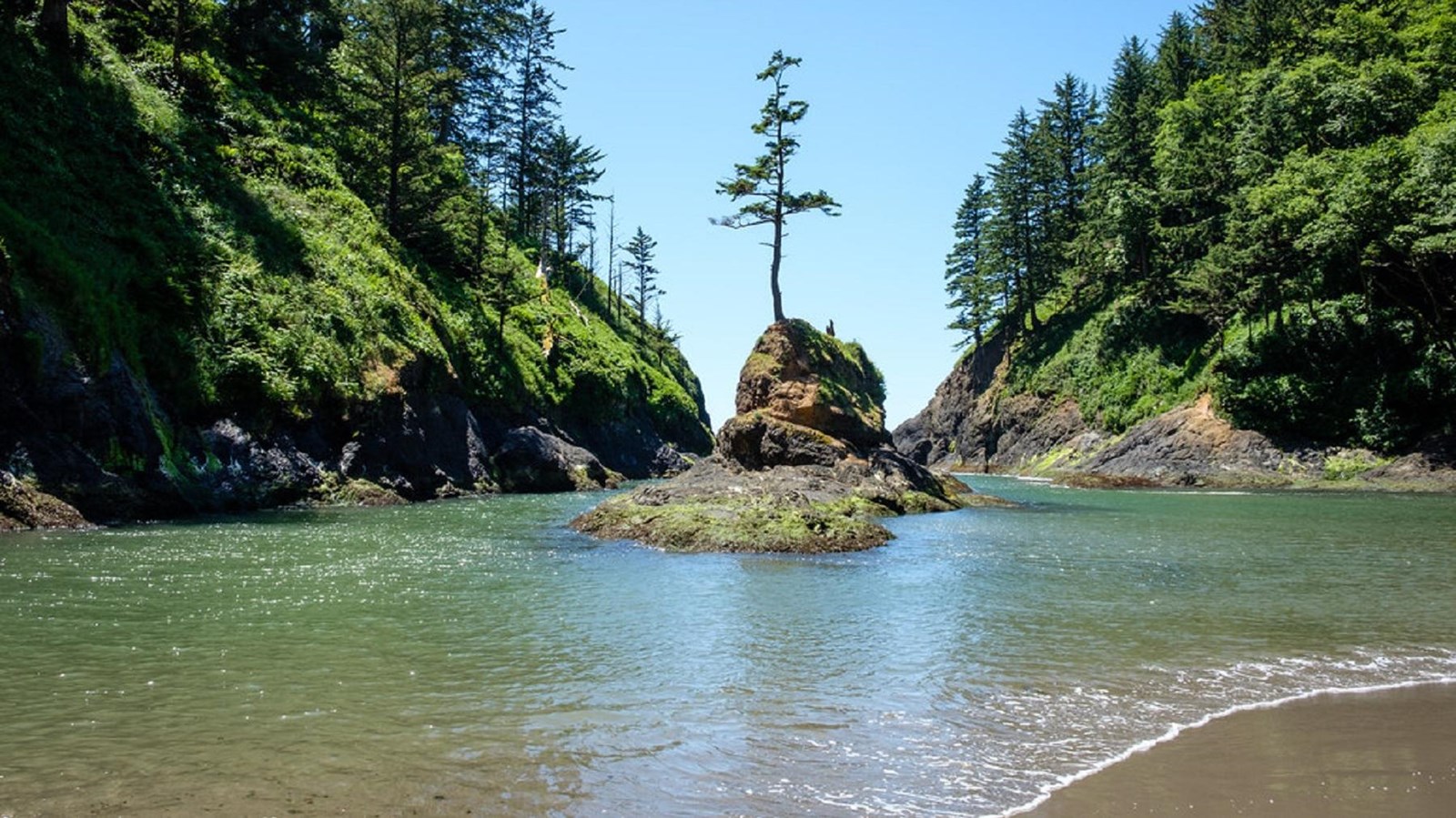 A small island topped with a tree sits in the middle of a tree-lined river.
