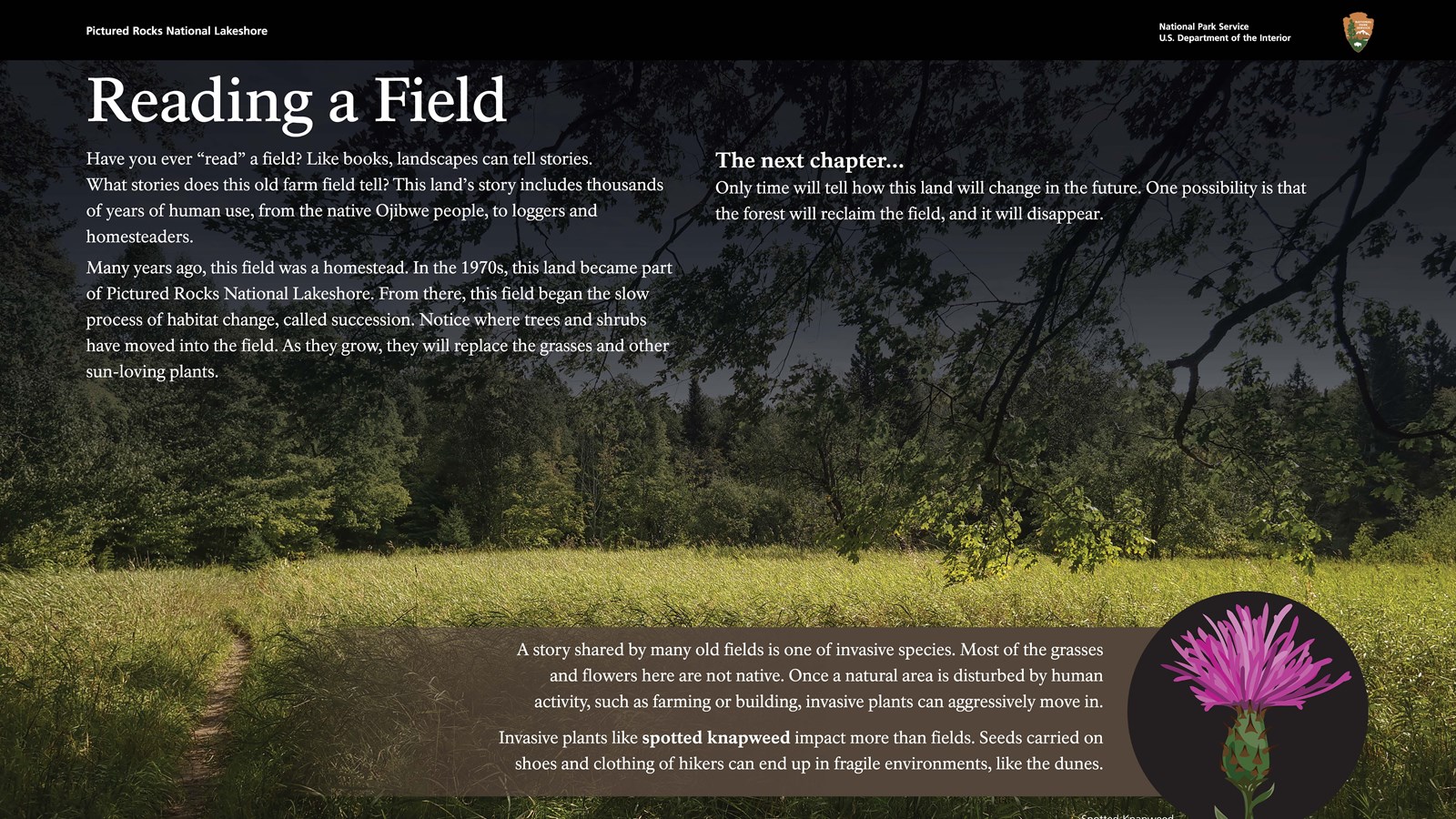 A wayside with a photo of a grassy field and a graphic of spotted knapweed