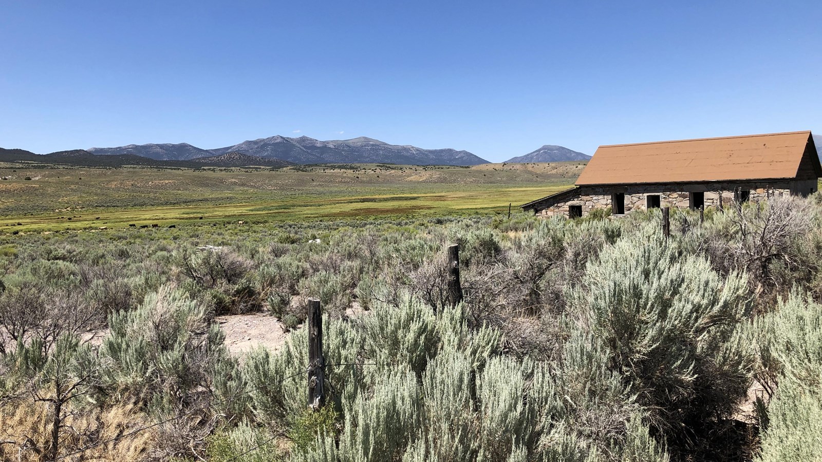 Beyond a barbed wire fence, crowded with sagebrush, spreads a green, marshy pasture. 