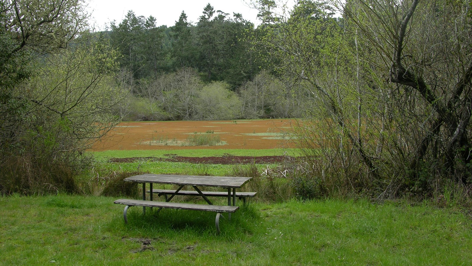 A picnic table adjacent to a willow-lined, shallow pond.