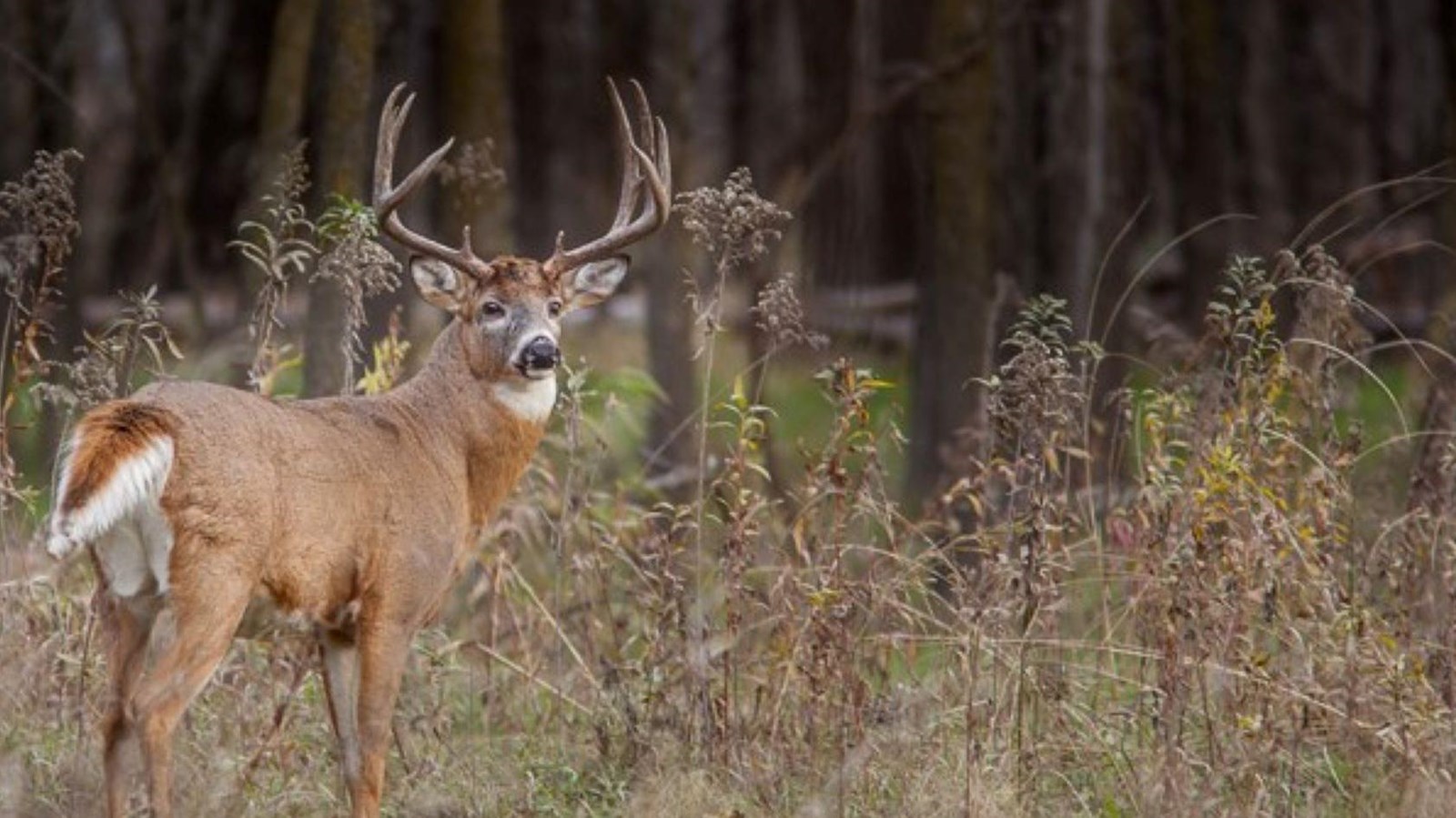 A male deer with antlers. 