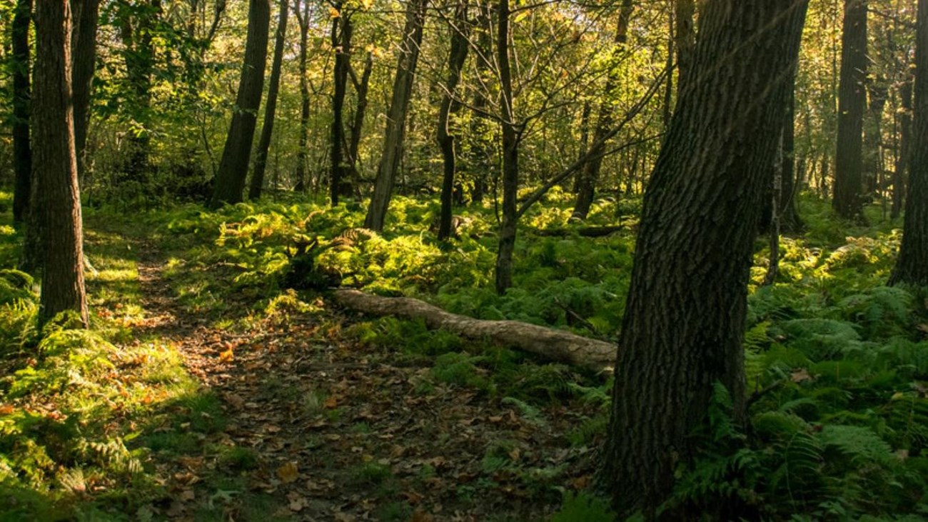 trail surrounded by green trees