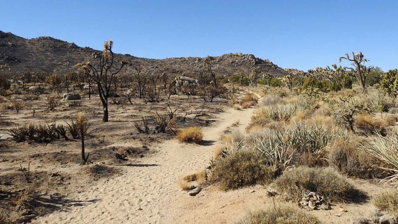 A sandy trail. On the left, charred Joshua trees & blackened ground. On the right, live green brush