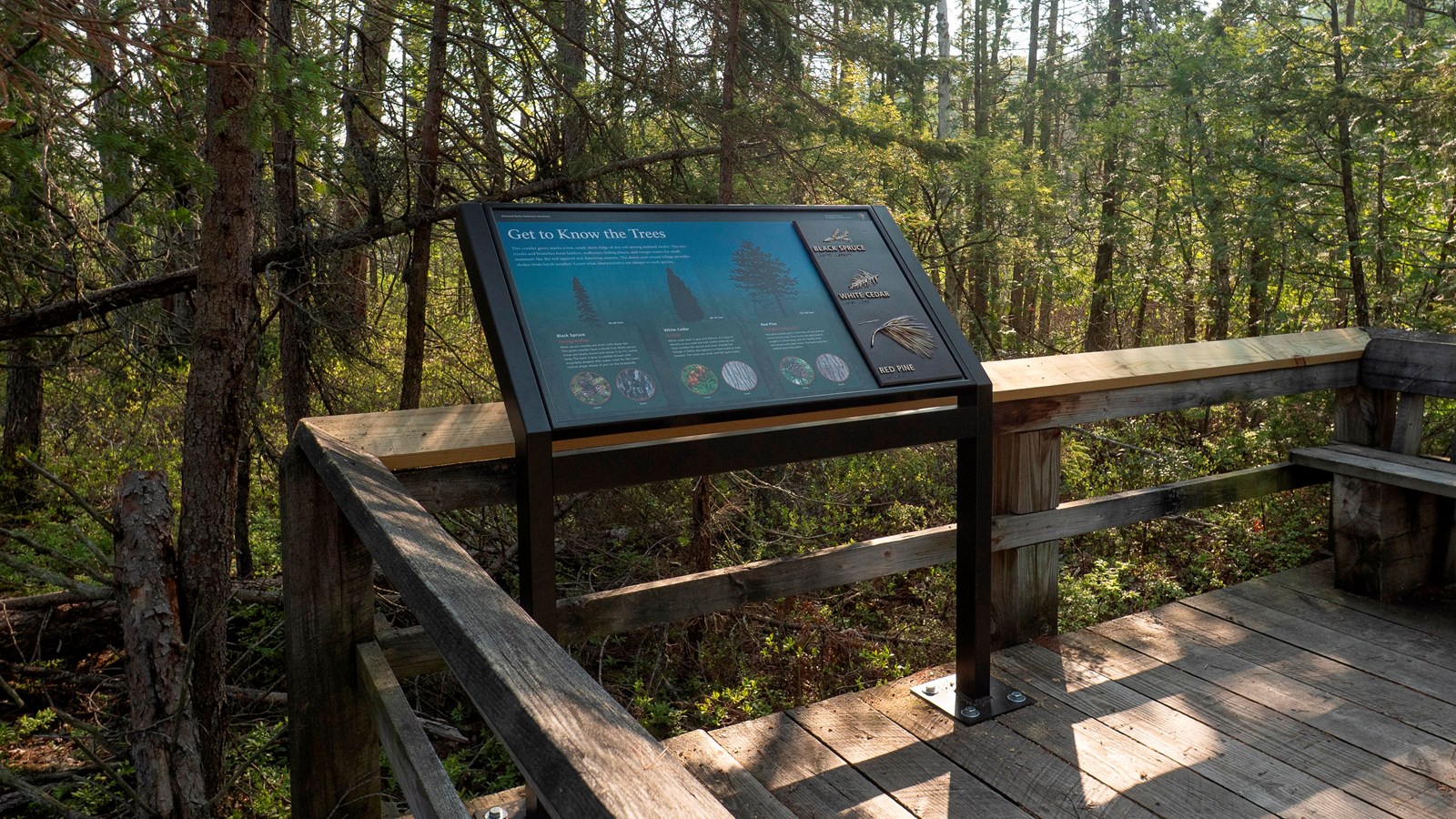An interpretive exhibit mounted to a boardwalk among evergreen trees.