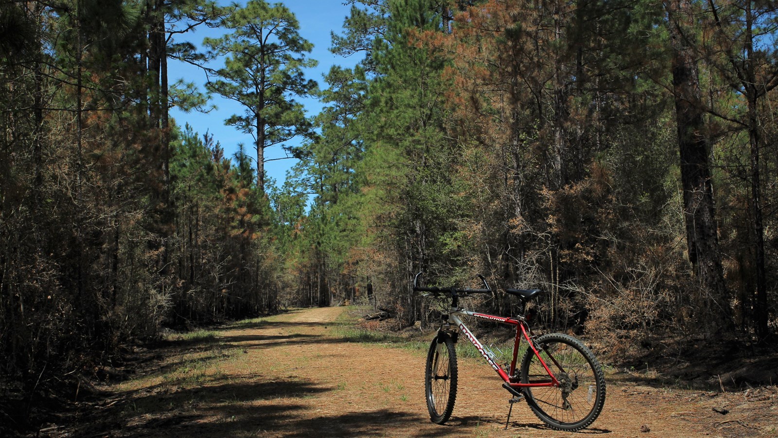 wide dirt path surrounded by pine forest