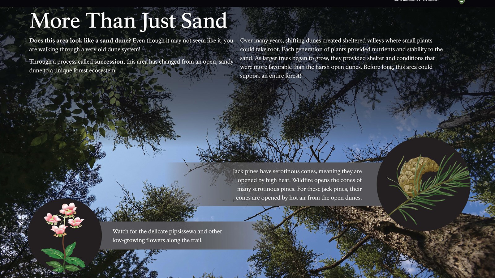 A wayside with a photo looking up at jack pines and graphics of pipsissewa flowers and a pine cone