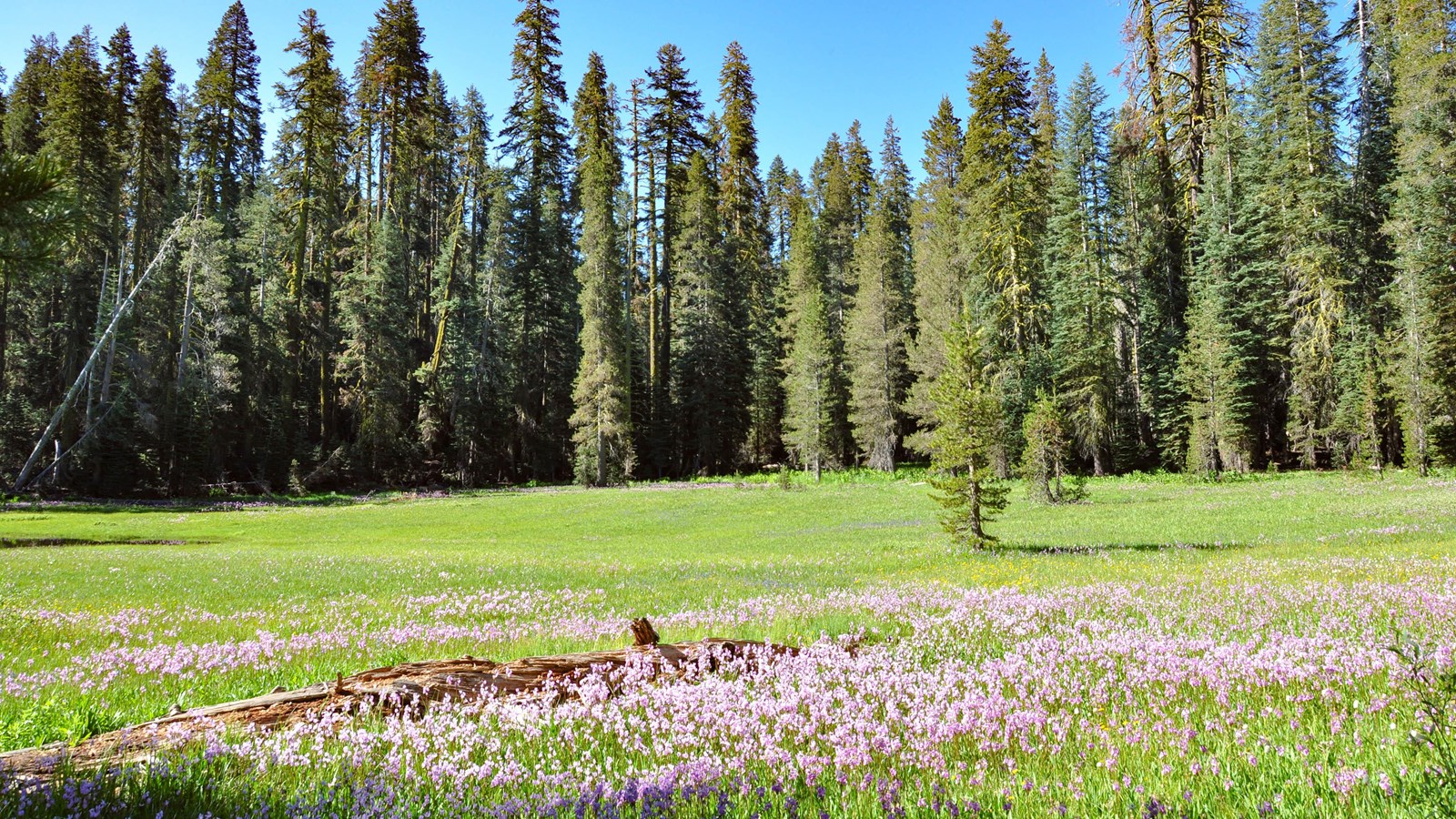 Grassy meadow with purple wildflowers in bloom