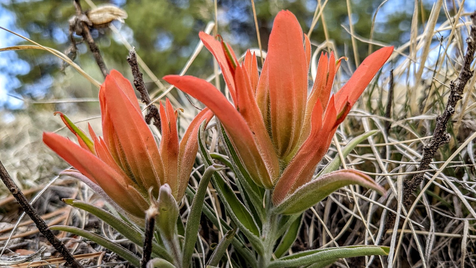 a bright orange flower amongst grass