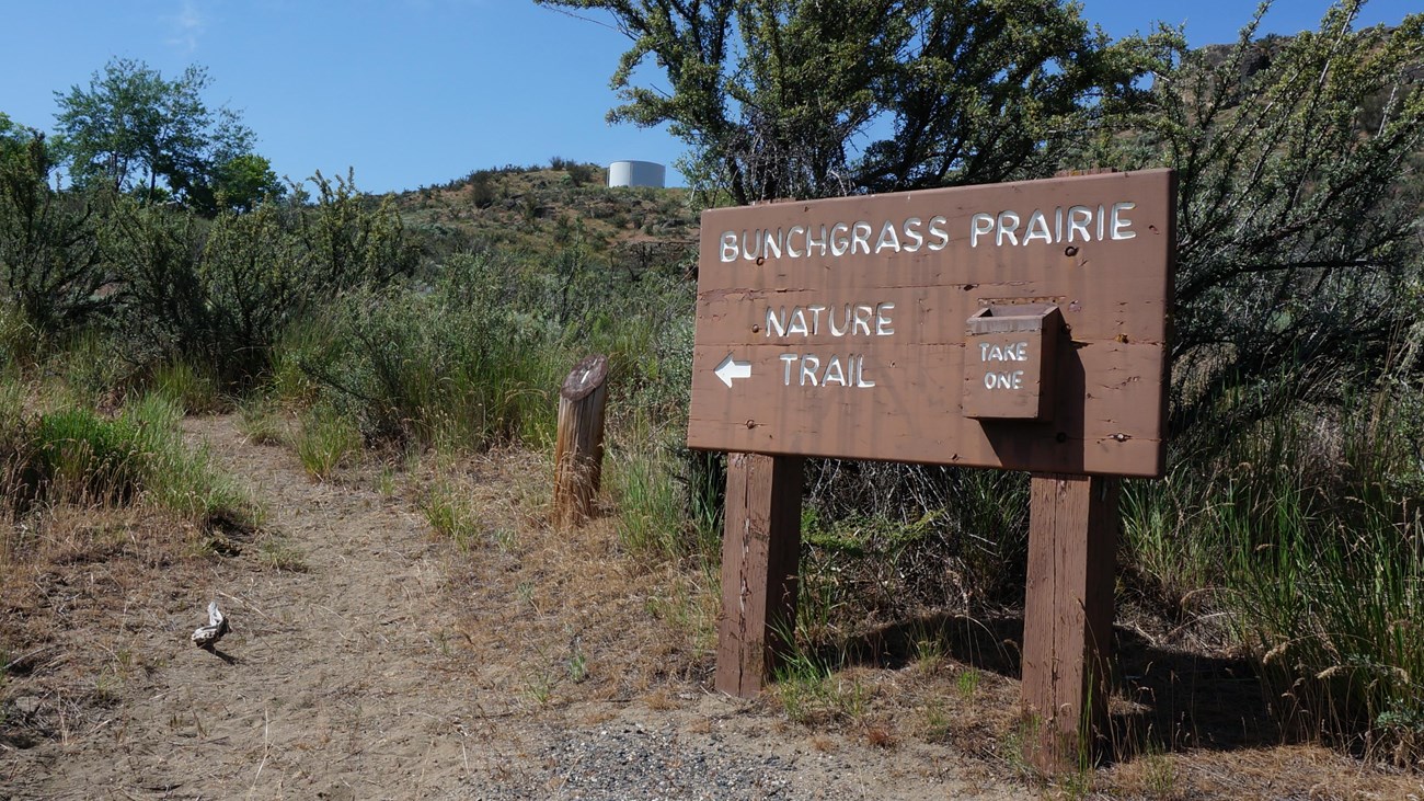 Large wood sign reads Bunchgrass Prairie Nature Trail at the start of a trailhead.