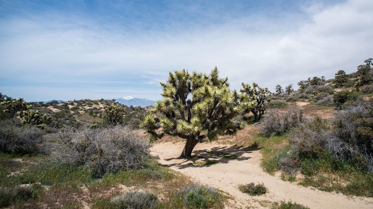 A large Joshua tree in the middle of a trail through a desert landscape. 