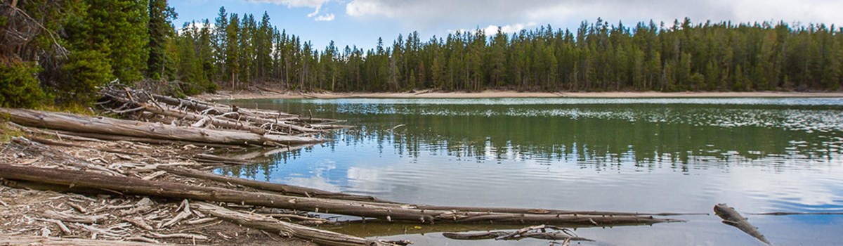 Logs litter the shore of a conifer forest-surrounded lake.