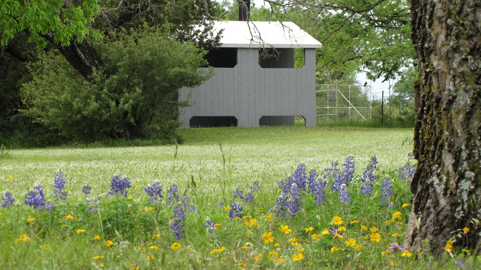 Beyond a tree trunk and wildflowers, a small, gray building stands in the distance.